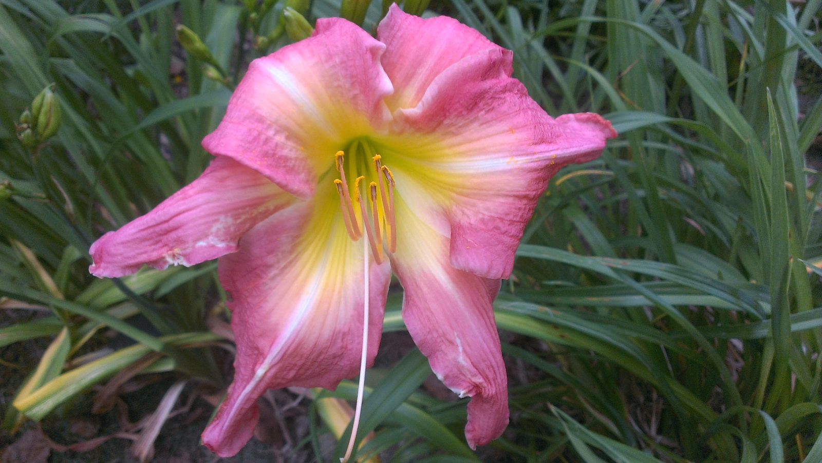 Spider Daylily